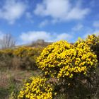 Ginster auf Inishowen