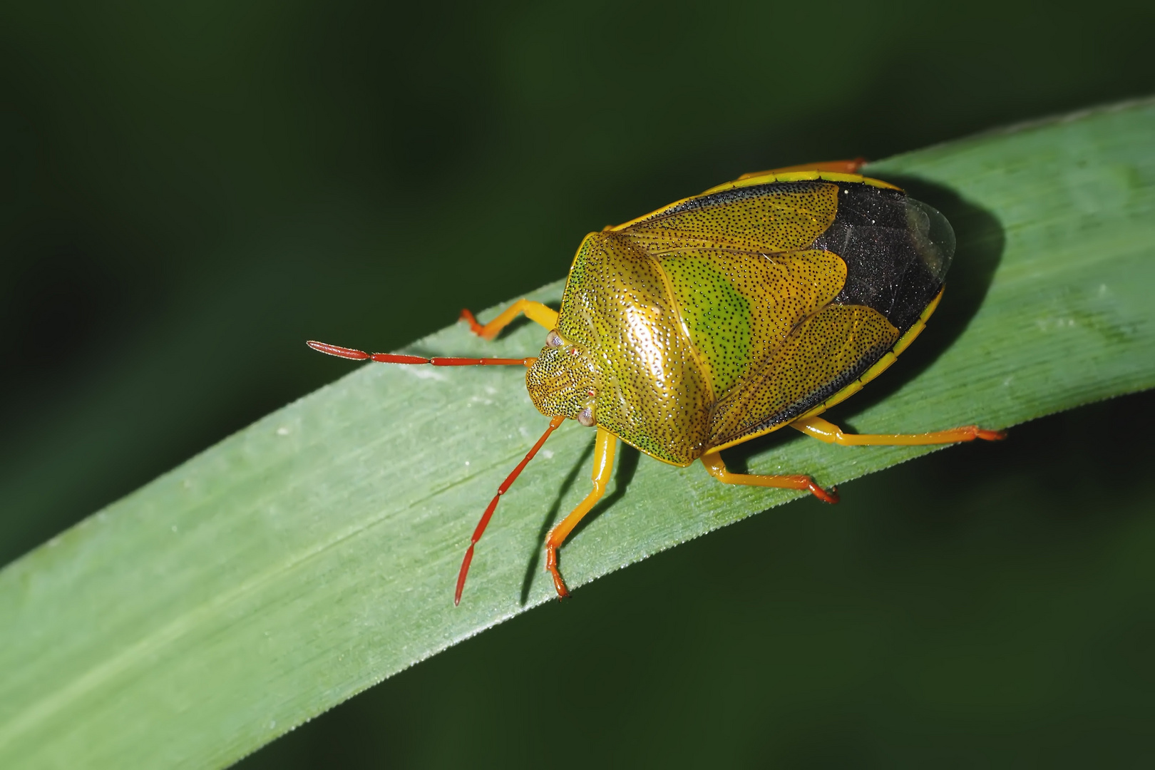 Ginster Baumwanze, Frühjahrsform von Piezodorus lituratus. 