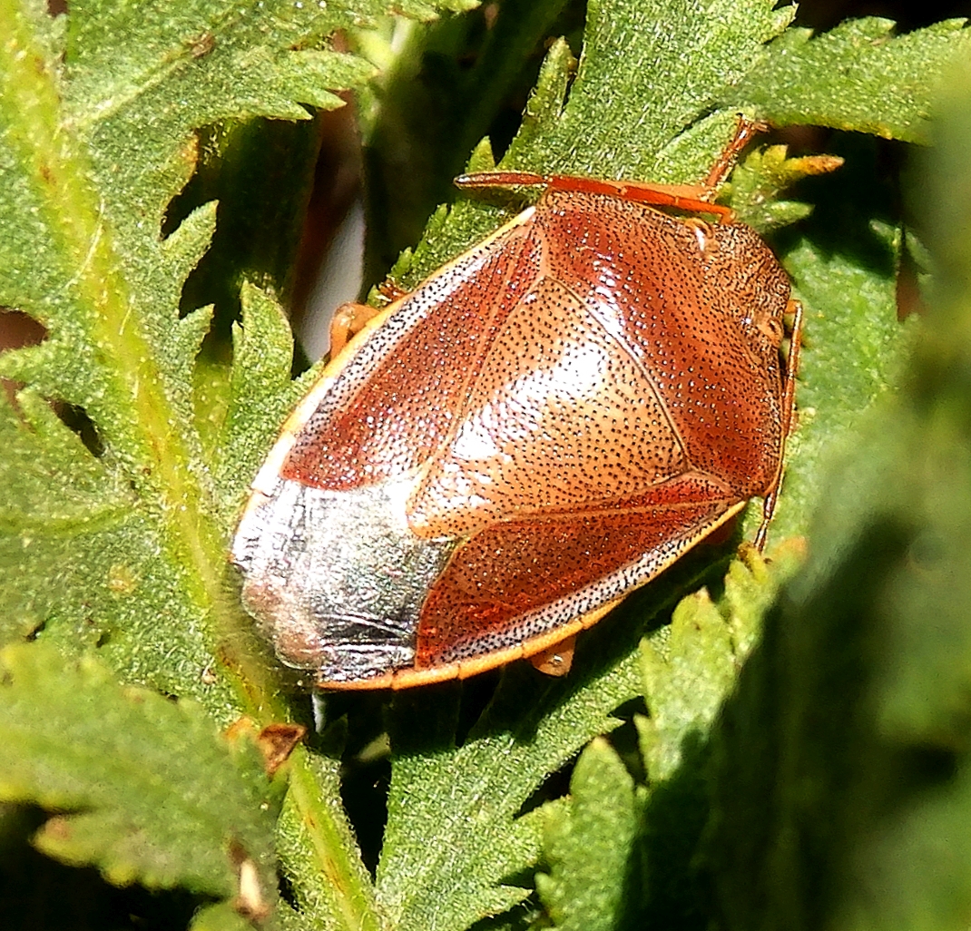 Ginster-Baumwanze (Piezodorus lituratus)