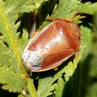 Ginster-Baumwanze (Piezodorus lituratus)