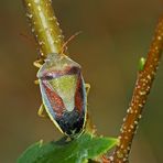 Ginster-Baumwanze (Piezodorus lituratus), Herbstform