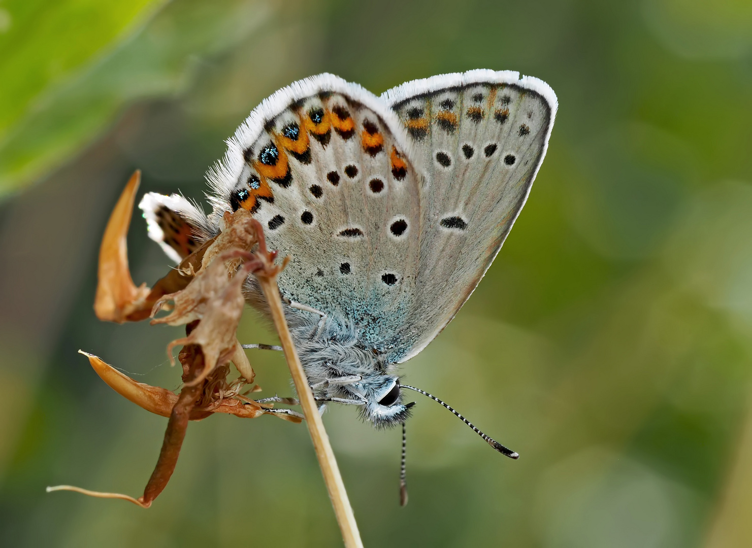 Ginster-Bläuling (Idas Blue) - Azuré du genêt (Plebejus idas).