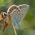 Ginster-Bläuling (Idas Blue) - Azuré du genêt (Plebejus idas).