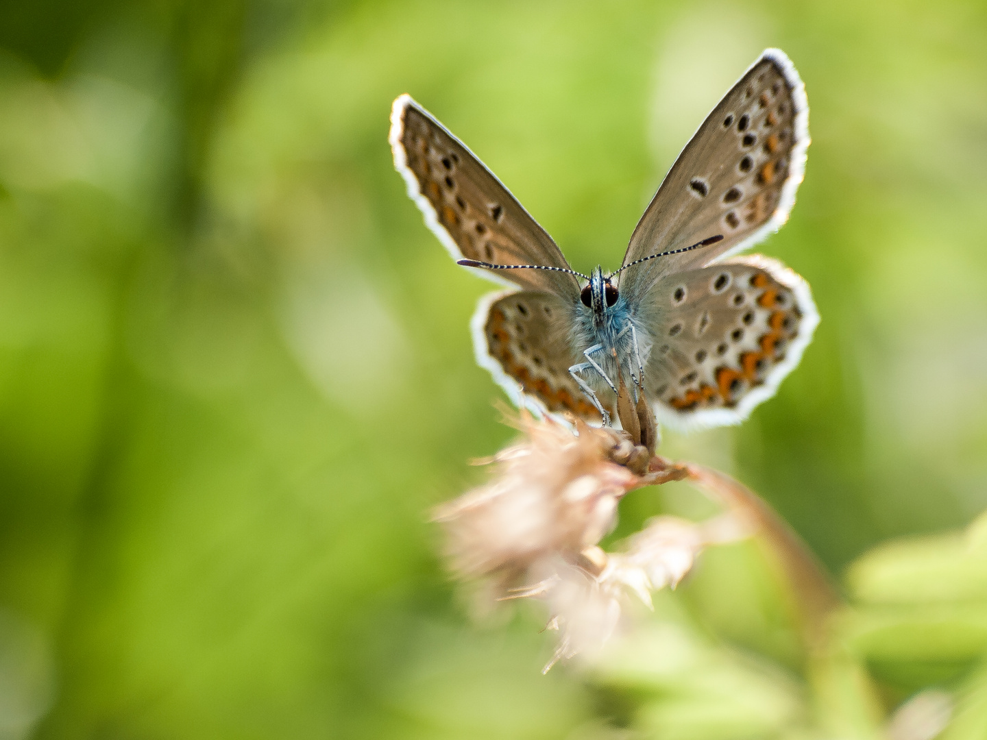 Ginster-Bläuling (Plebejus idas)