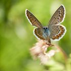 Ginster-Bläuling (Plebejus idas)