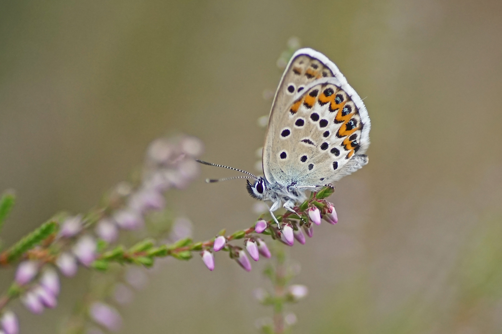 Ginster-Bläuling (Plebejus idas), Männchen