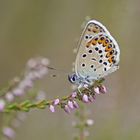 Ginster-Bläuling (Plebejus idas), Männchen