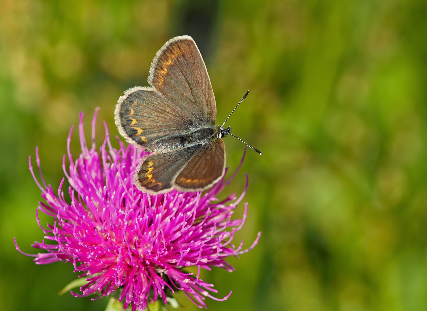 Ginster-Bläuling (Plebejus, wahrscheinlich P. idas) - L'Azuré du Genêt...