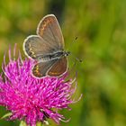 Ginster-Bläuling (Plebejus, wahrscheinlich P. idas) - L'Azuré du Genêt...