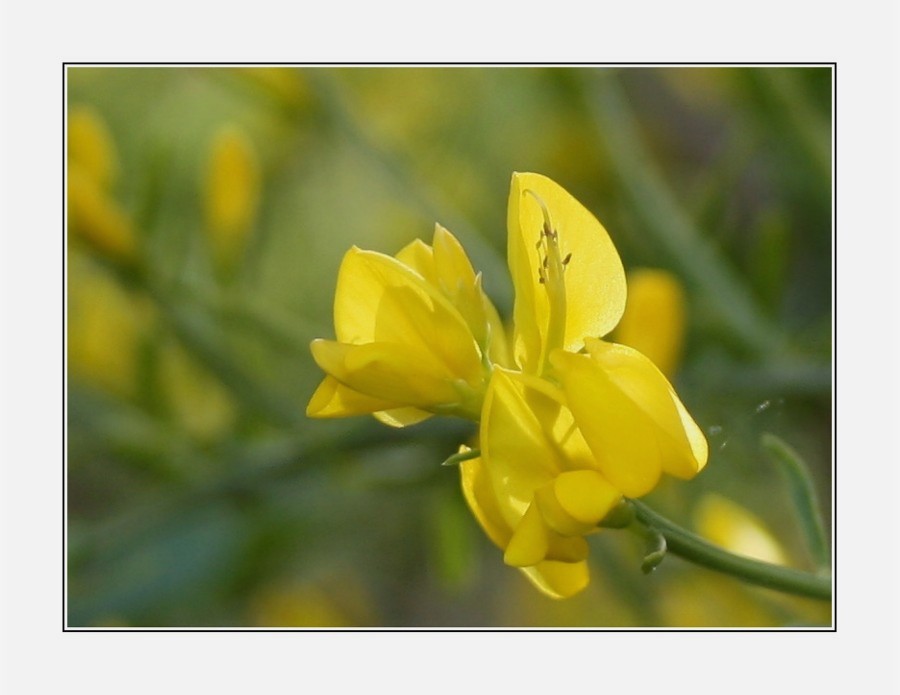 Ginster-Blüte