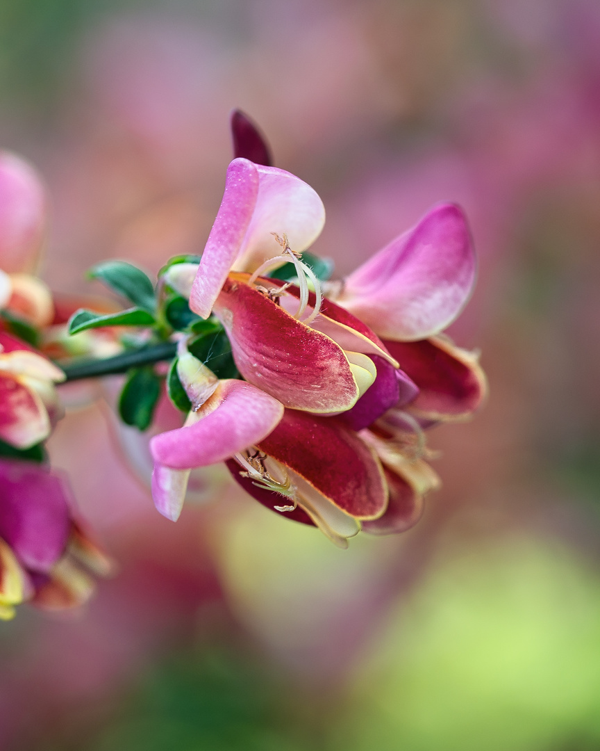 Ginster Blüte.   