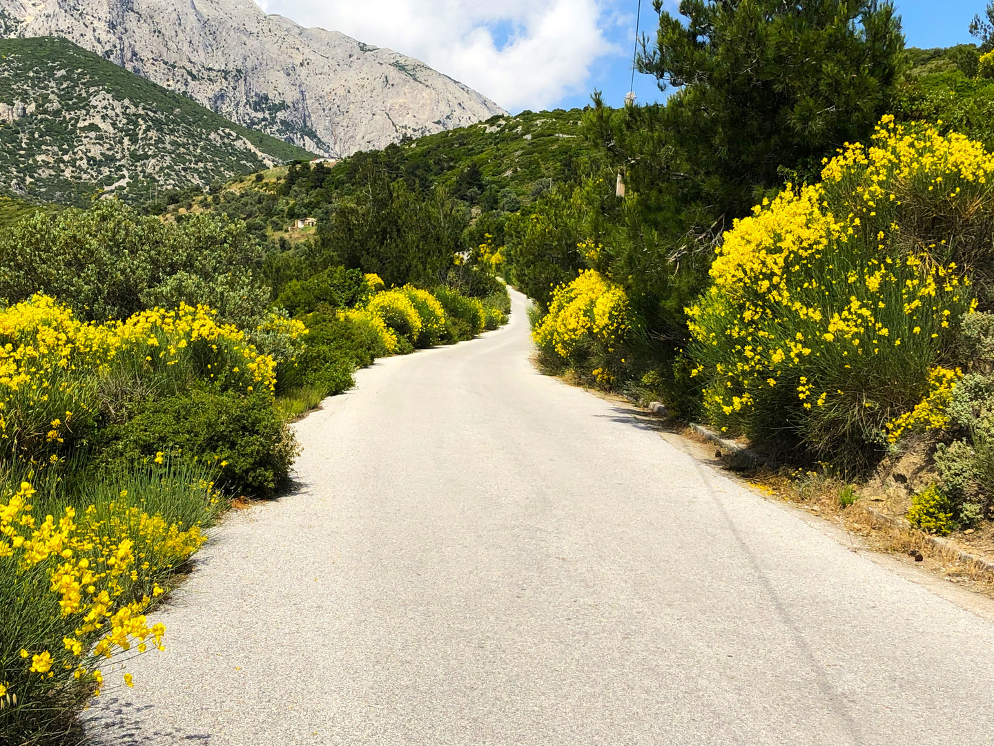 Ginster Blüte im Mai_Samos