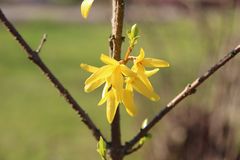 Ginster ............ Die ersten Sträucherblüten im Frühling