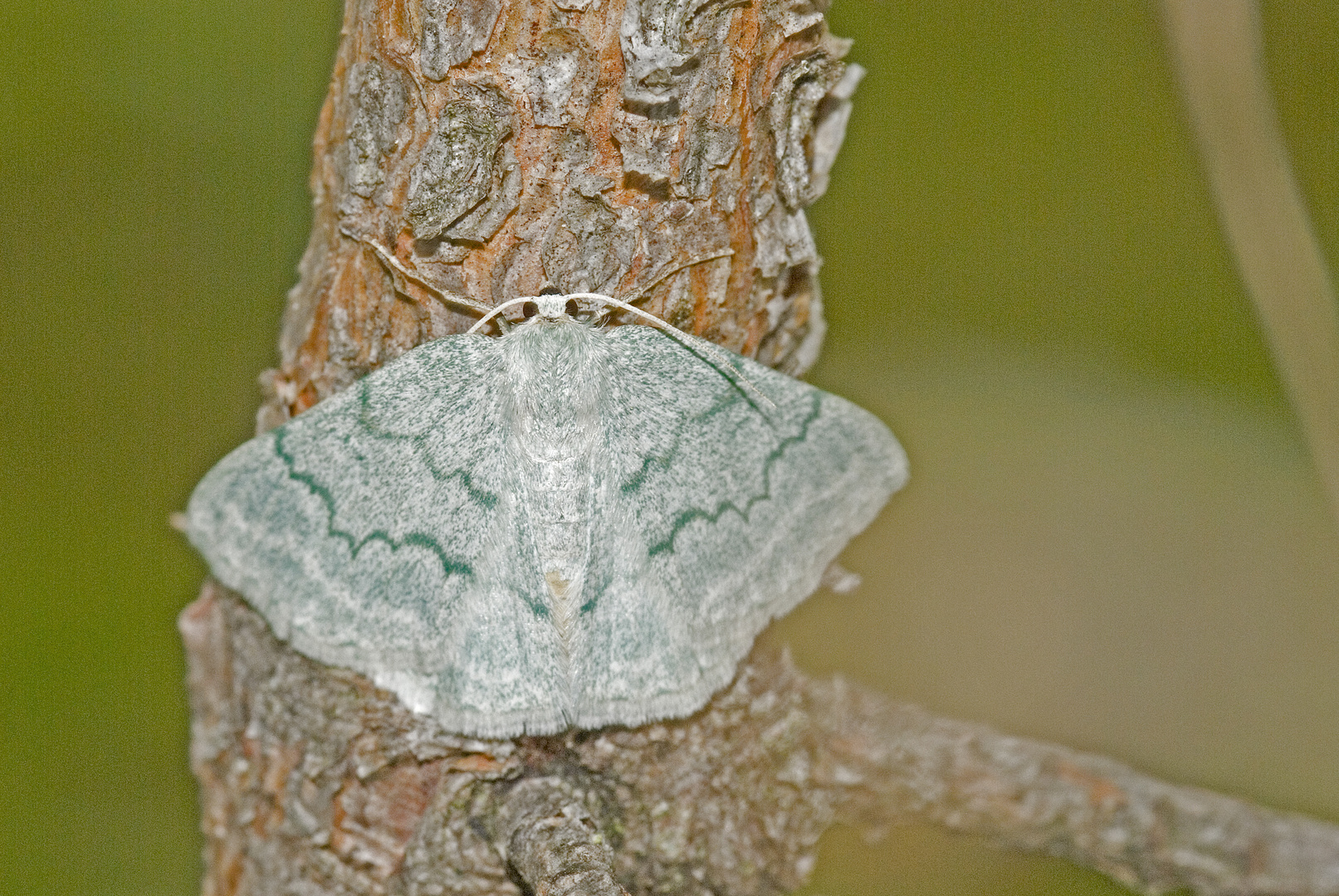 Ginster-Grünspanner (Pseudoterpna pruinata)