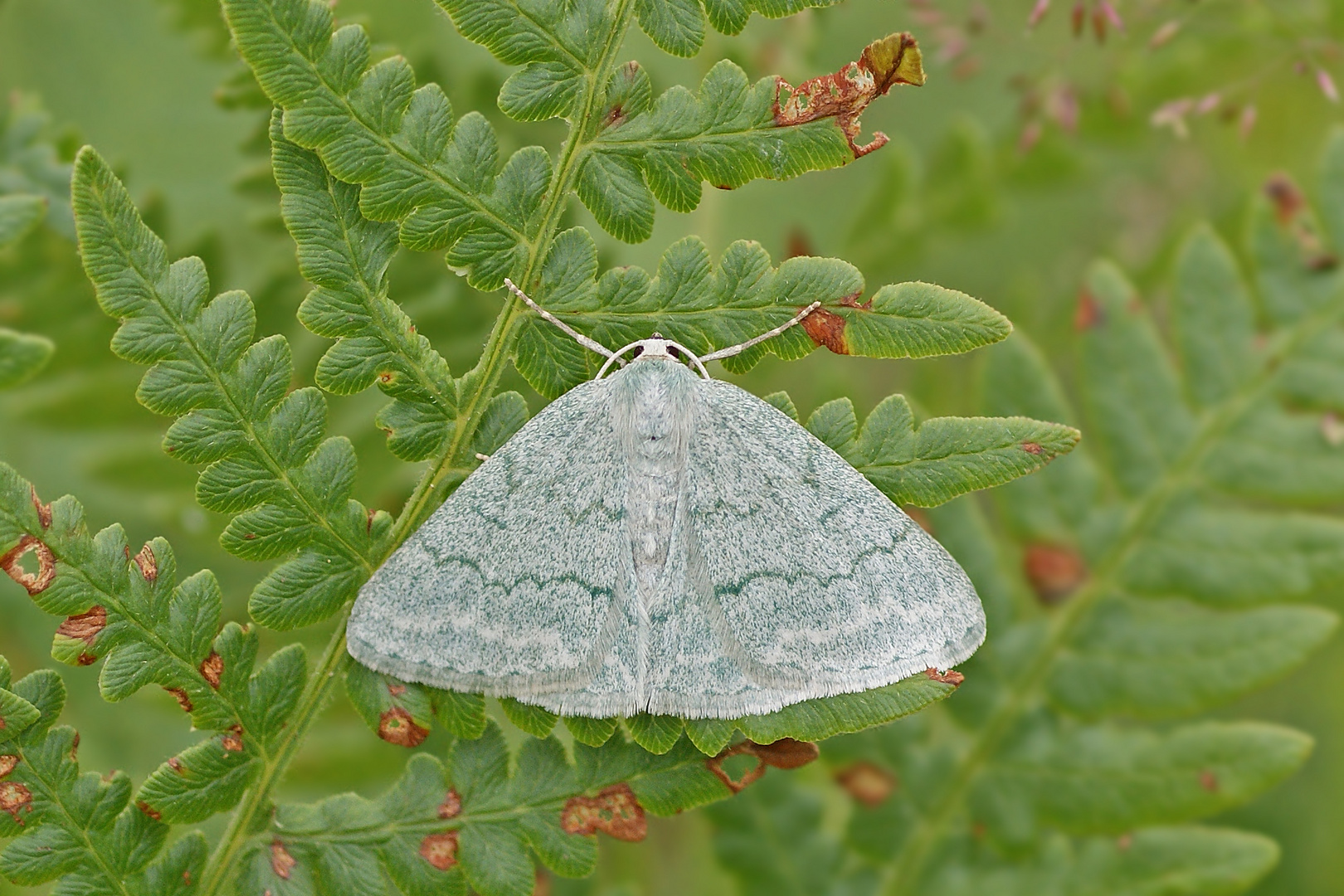 Ginster-Grünspanner (Pseudoterpna pruinata)