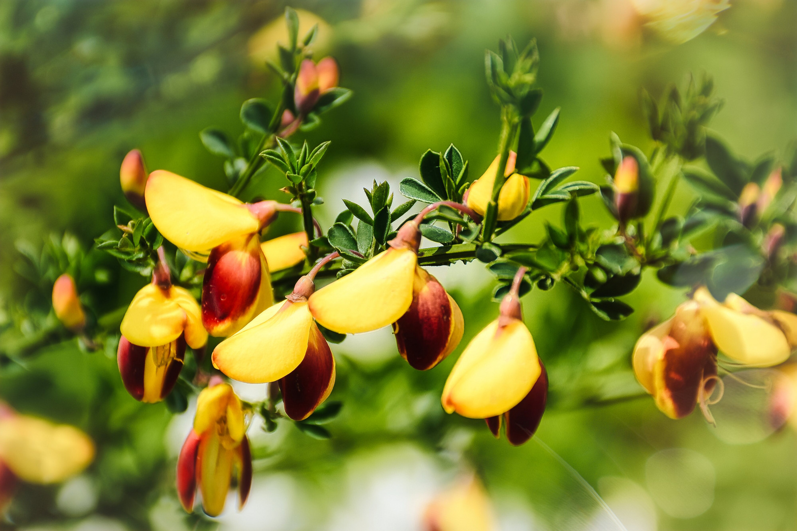 Ginster im Frühling