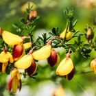 Ginster im Frühling