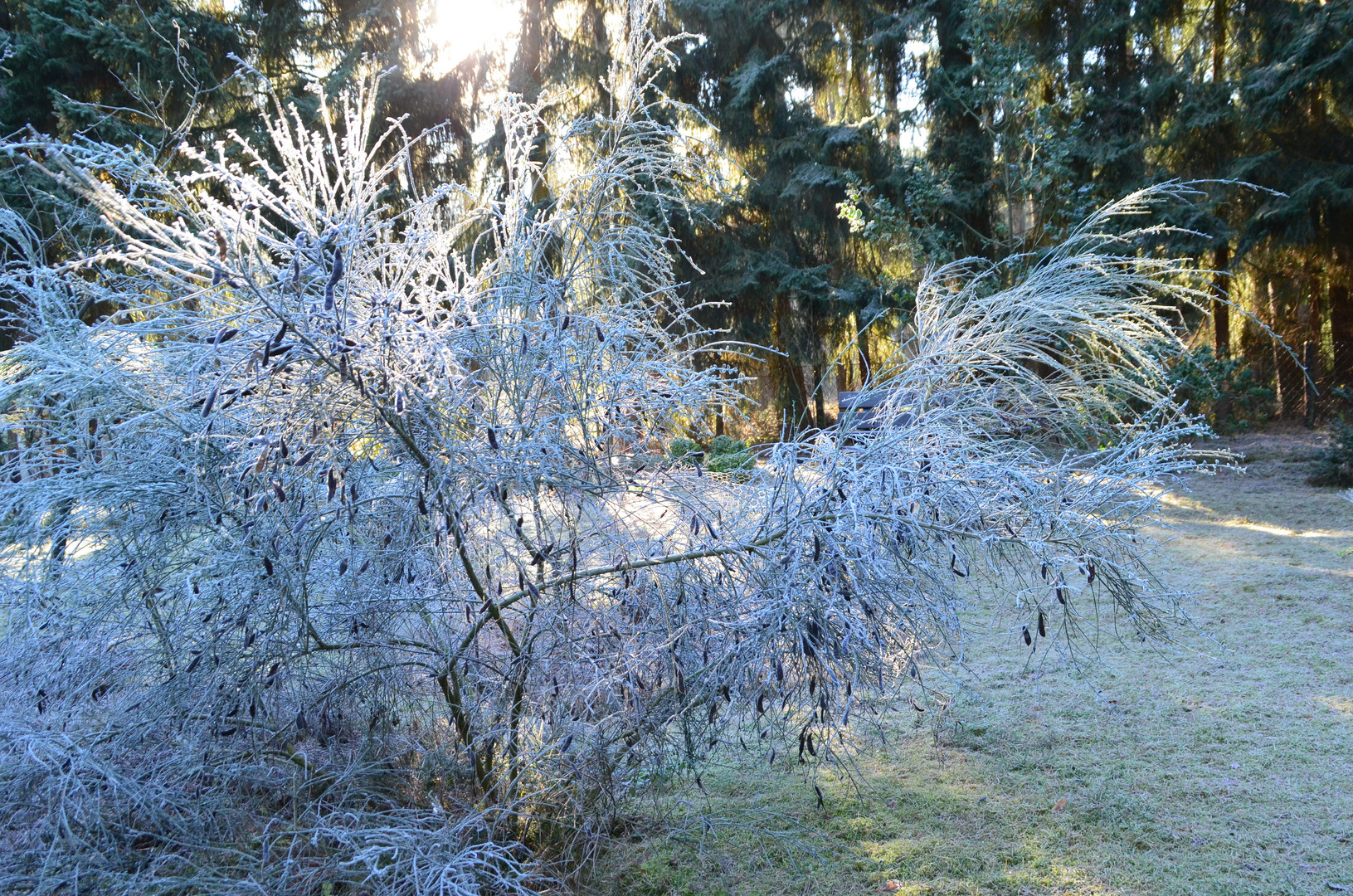 Ginster im Raureif-Mantel