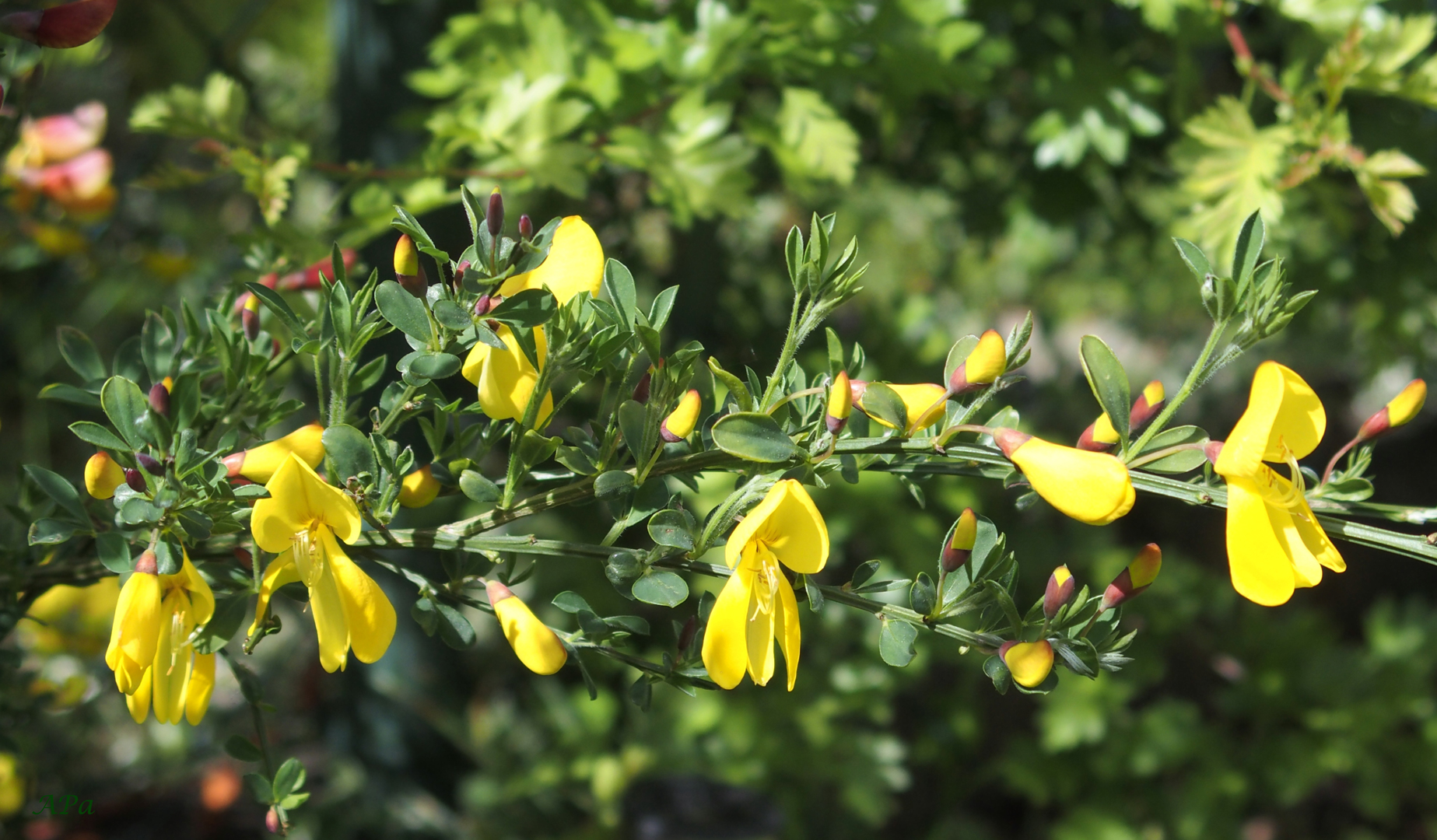 Ginster im Sonnenschein