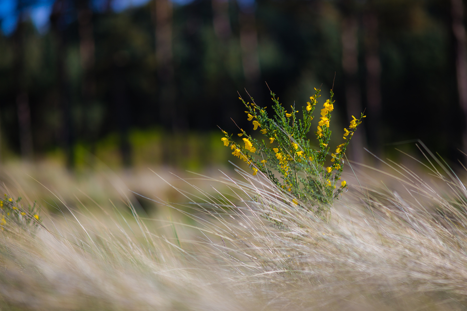 Ginster im Wind