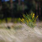 Ginster im Wind