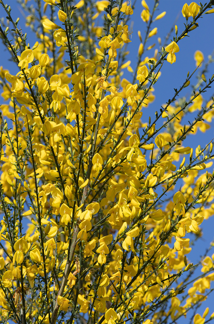 Ginster in voller Blüte