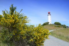 Ginster  Juni Hiddensee Leuchtturm Dornbusch