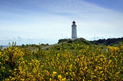 Ginster  Juni Hiddensee Leuchtturm Dornbusch