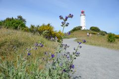 Ginster  Juni Hiddensee Leuchtturm Dornbusch