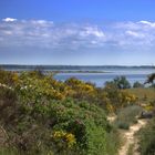 Ginster Landschaft Hiddensee