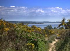 Ginster Landschaft Hiddensee