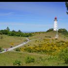 Ginster Leuchtturm Dornbusch