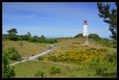 Ginster Leuchtturm Dornbusch