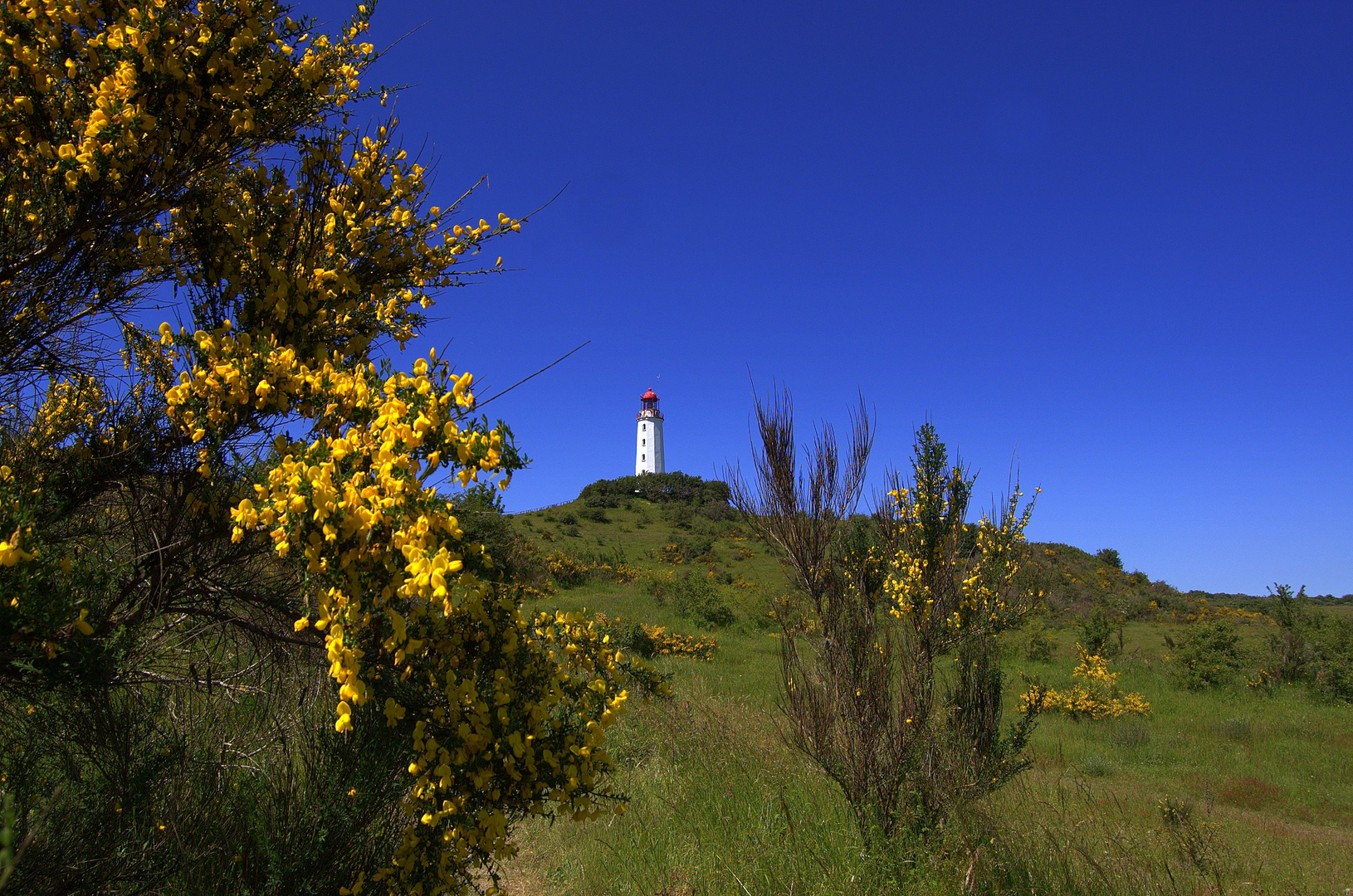 Ginster nördlich von Hiddensee