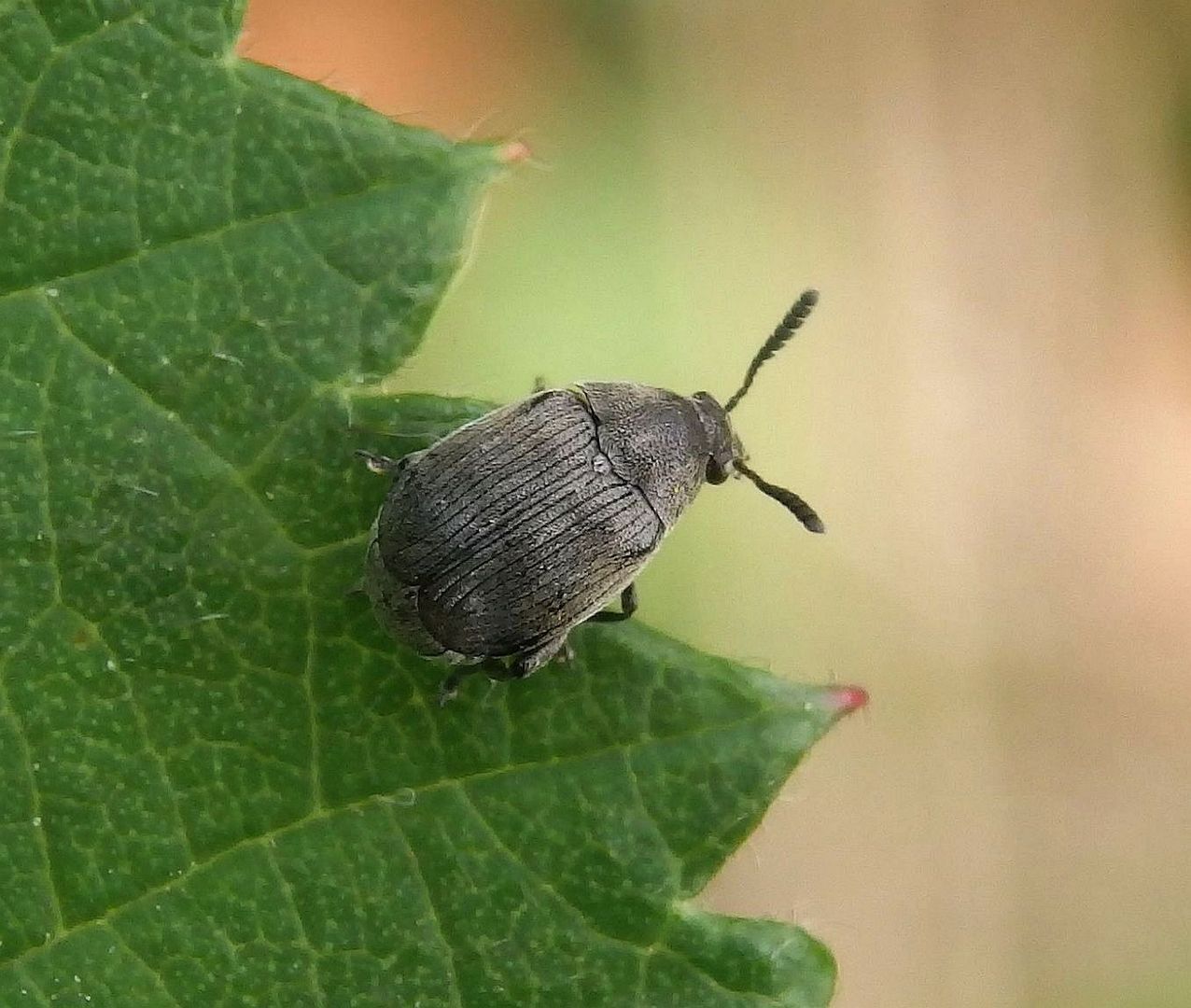 Ginster-Samenkäfer (Bruchidius villosus)