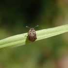 Ginster-Samenkäfer (Bruchidius villosus) auf Weichgras