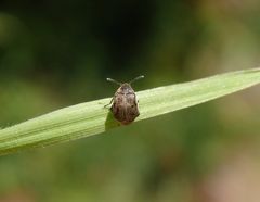 Ginster-Samenkäfer (Bruchidius villosus) auf Weichgras