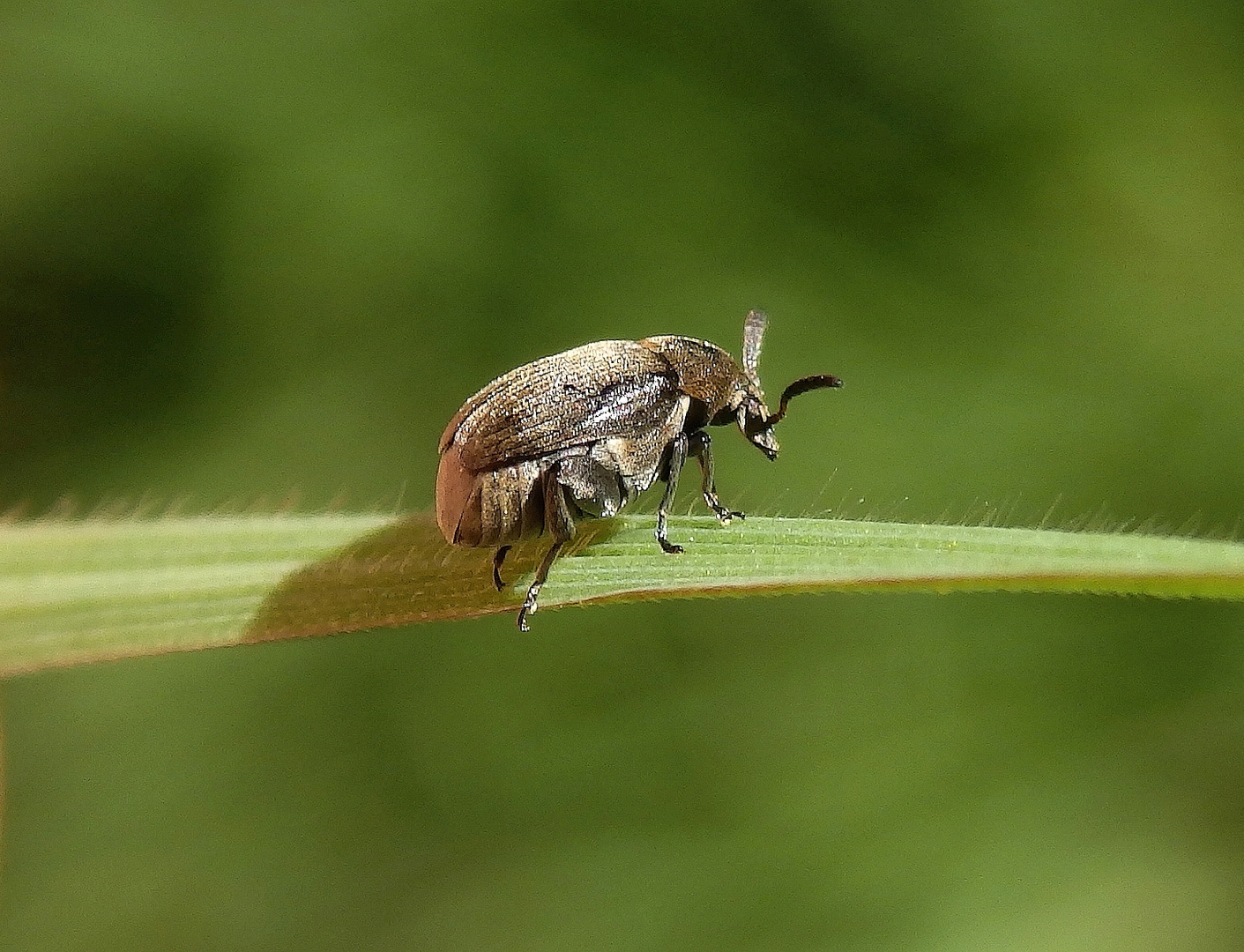 Ginster-Samenkäfer (Bruchidius villosus) auf Weichgras