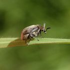 Ginster-Samenkäfer (Bruchidius villosus) auf Weichgras