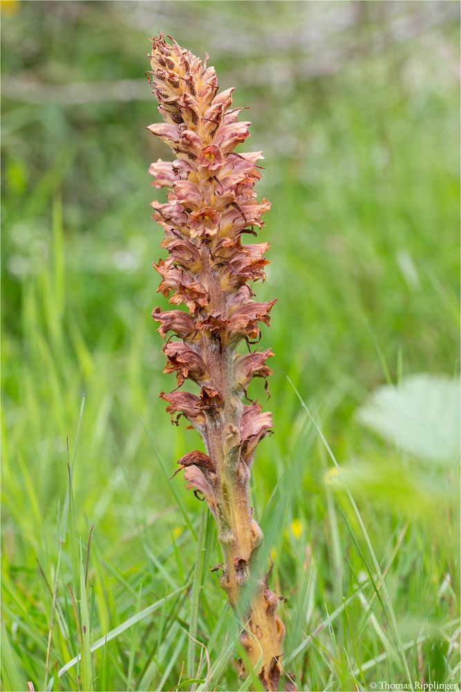 Ginster-Sommerwurz (Orobanche rapum-genistae)...