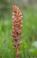 Ginster-Sommerwurz (Orobanche rapum-genistae)