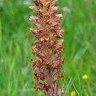 Ginster-Sommerwurz (Orobanche rapum-genistae) - 28.7.13 - Nordeifel/NRW