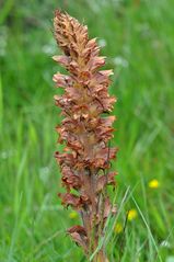 Ginster-Sommerwurz (Orobanche rapum-genistae) - 28.7.13 - Nordeifel/NRW