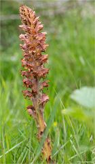 Ginster-Sommerwurz (Orobanche rapum-genistae)