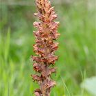 Ginster-Sommerwurz (Orobanche rapum-genistae)