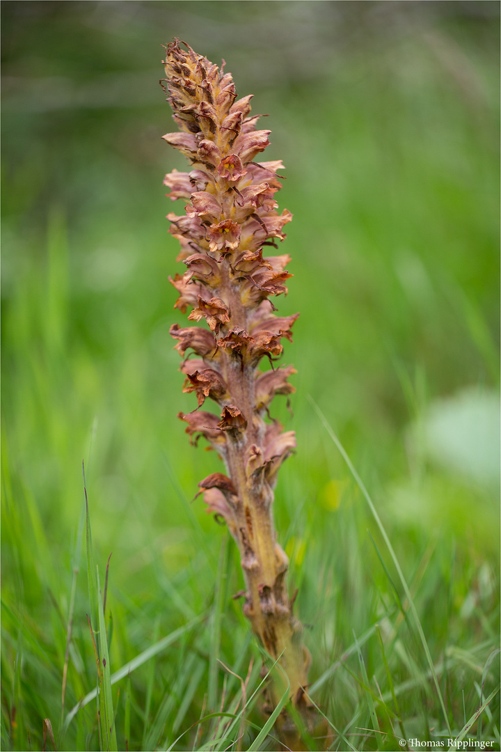 Ginster-Sommerwurz (Orobanche rapum-genistae).