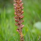 Ginster-Sommerwurz (Orobanche rapum-genistae).