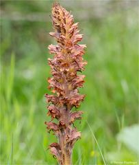 Ginster-Sommerwurz (Orobanche rapum-genistae)..