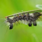 Ginster-Streckfuß, Rötlichgrauer Bürstenspinner (Dicallomera fascelina)