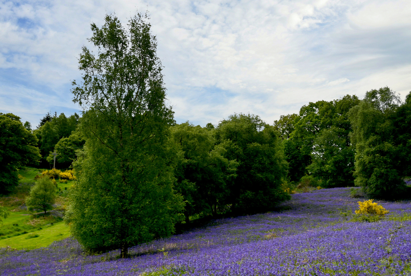 Ginster und Bluebells